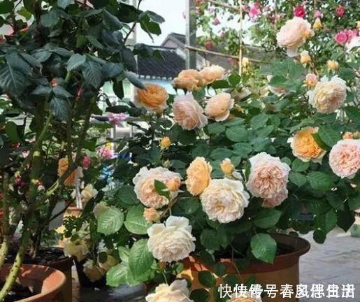 碰碰香|不管有钱没钱,家里养这十种植物,招财镇宅又养人