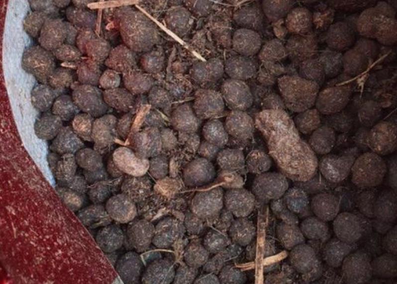 土壤|养花想盆栽土越来越肥沃,想不年年换土,隔3个月添些它就搞定