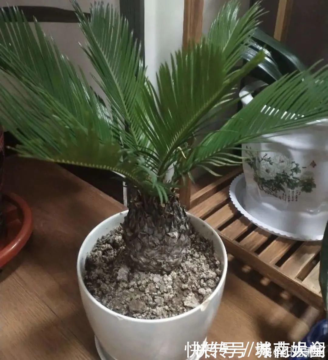 耐旱|超级耐旱花,整个冬天不浇水,还能胖一圈