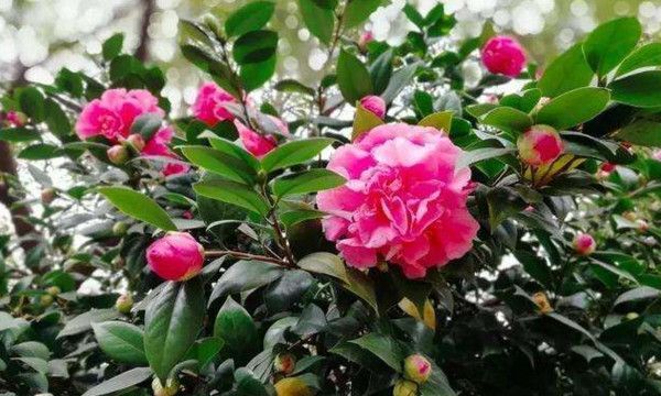 茶花,是冬季养花的首选别犹豫