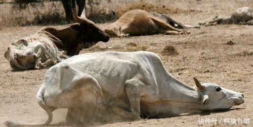 千年前发生一场天灾,百姓饿殍遍野,为何