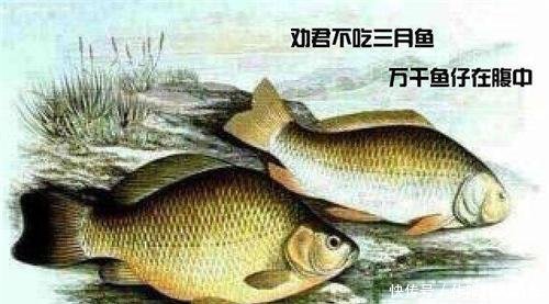 鸳鸯|400年前,李时珍就总结出了吃野味的后果,可惜后人偏偏不听
