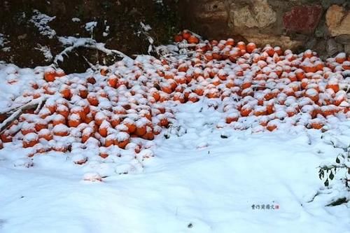 一方水土：这条沟的柿子一直不摘，雪打红柿特别美