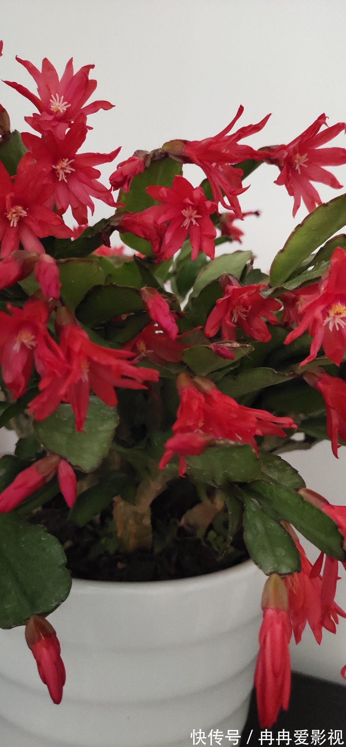 秋季养花大合集,30种花,你想要的我全有!