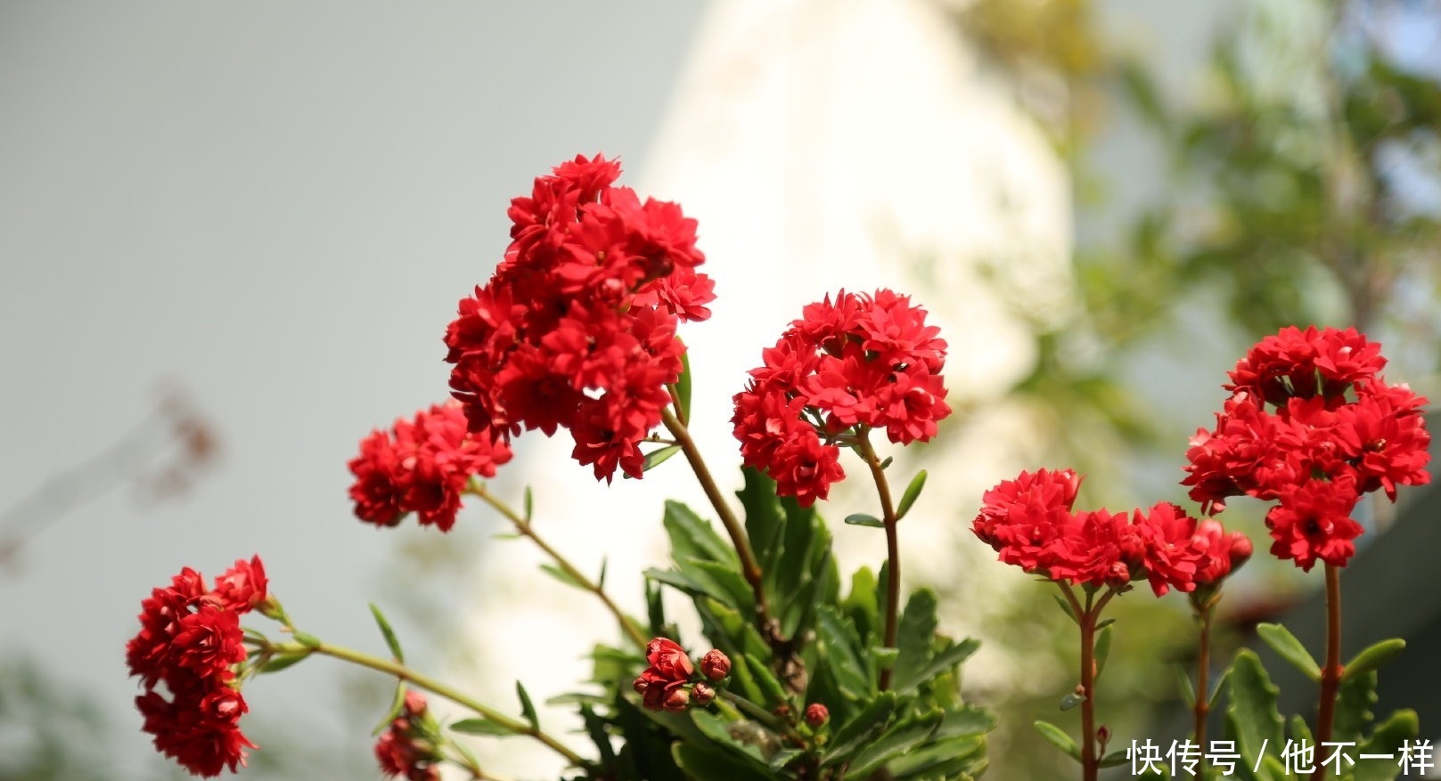 花朵|新手养长寿花,“它”是关键,做好了花朵爆满盆!