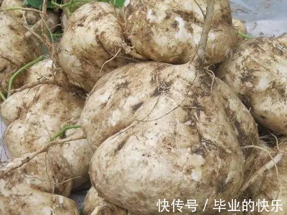葛薯|梧州这种土货正大量上市！你有多少年都没吃过了？