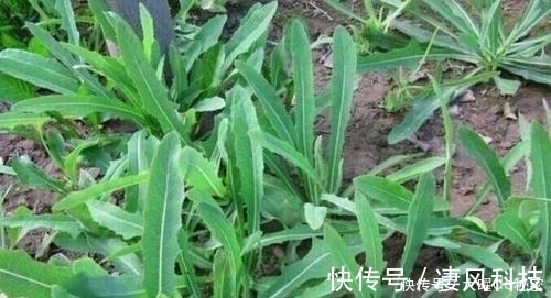 阳台上|天冷就吃这种“野菜”，种子撒一把，30天长成一盆