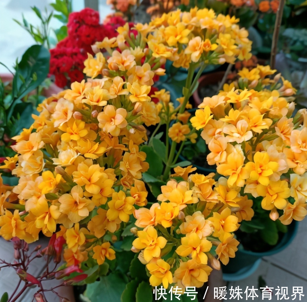 长寿花|夏季的长寿花,做好“二少二不缺”,植株健壮不黑腐,新芽能翻倍