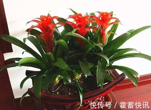 红星凤梨|“3种花”有钱人争着养,招财还招福,养得好一帆风顺,财源广进