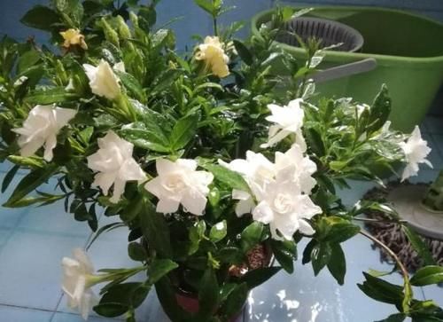 养花：新手用这5样“水”浇花，盆盆都能长得叶片油亮