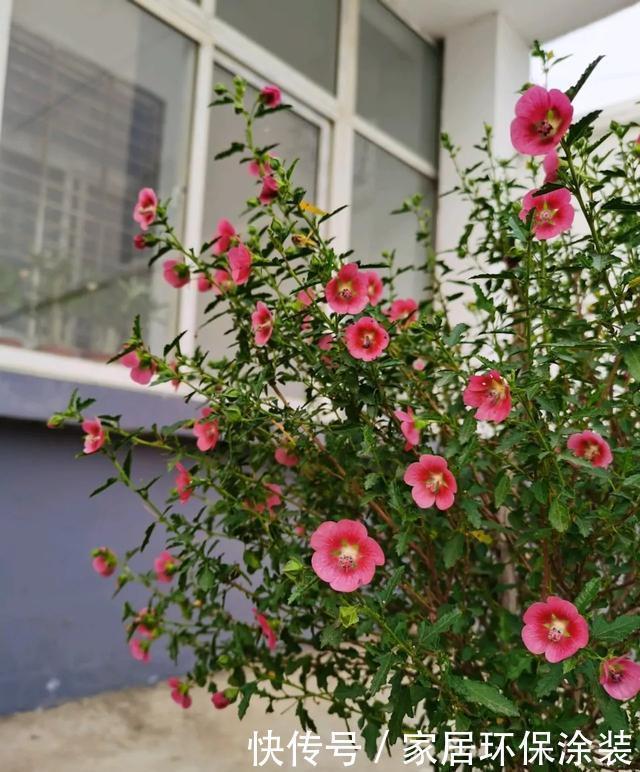 花朵|高手都不用自来水浇花，用这3种水，叶片水灵灵，花朵娇艳艳