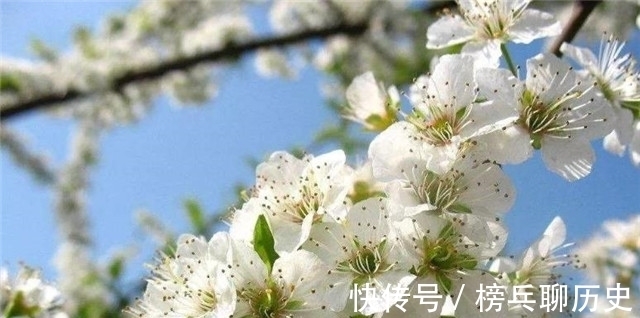 莺莺传|元稹樱桃花丽诗两首:樱桃花,一枝两枝千万朵,花砖曾立摘花人