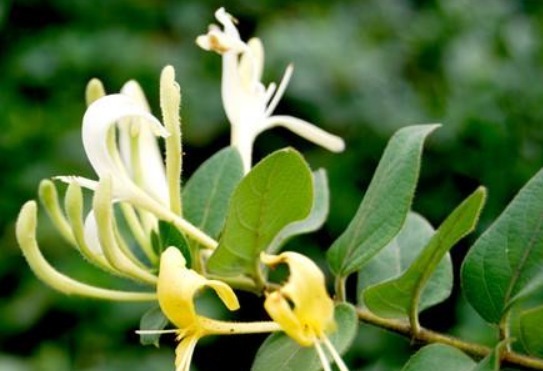 养生|女性养生，常吃四种食物，润肠通便，排毒养颜，增强体质