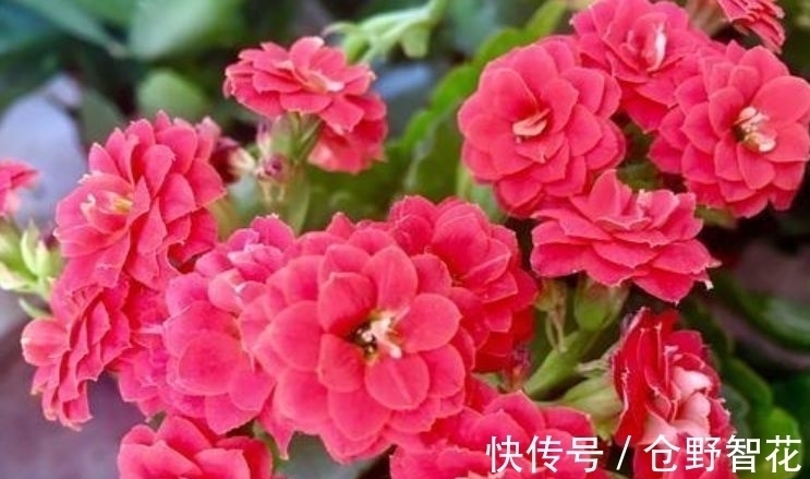 营养土|最有仙气的5种花,迷人的花朵,开满整个花盆,快养起来吧!