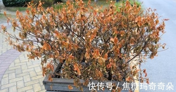 板结|养花浇水问题:过多、过少、浇不透土壤