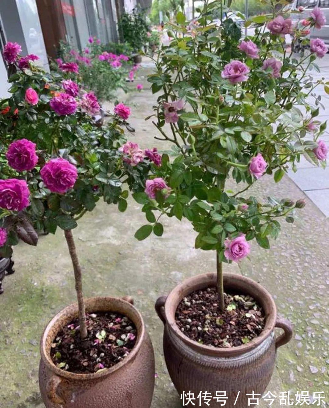 养花技巧：8种情况不能施肥，跟毒药一样，浇完花就玩完了