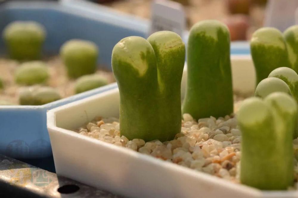  磁铁|磁铁风铃Conophytum Concordans