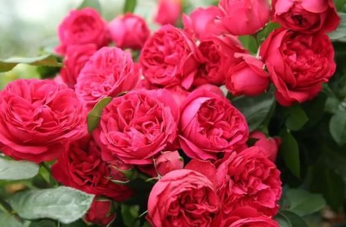 腐熟肥|庭院里的月季花长出新叶子后,这么打理才能够一茬接一茬开花