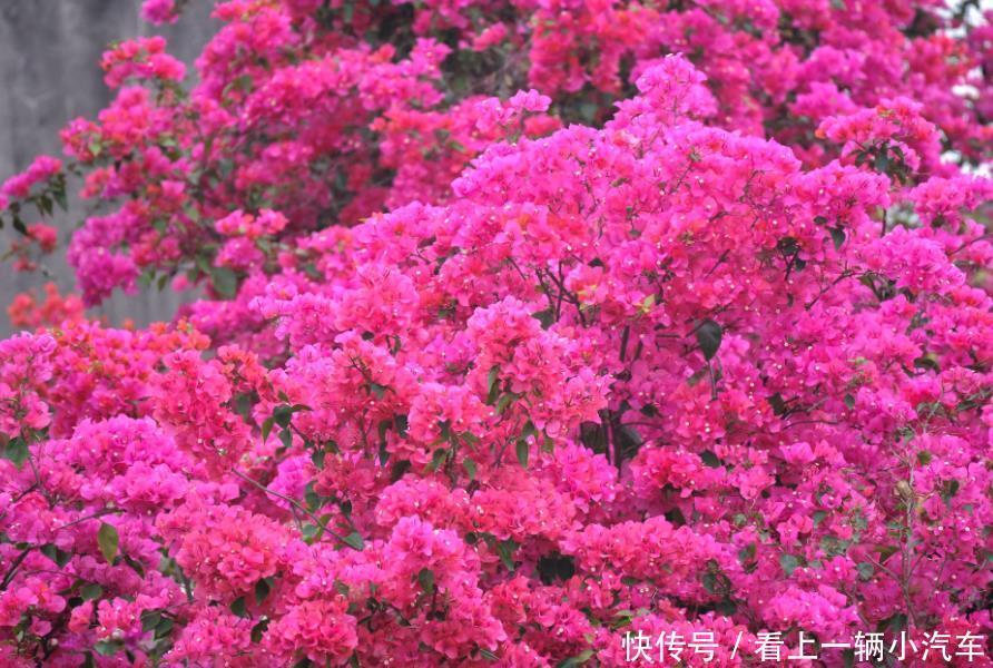 居家就养此款花卉,花大色艳胜玫瑰,芳香四溢,养在家中香飘满屋