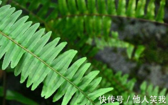 药用价值|乡下不起眼的野草,根部很珍贵,殊不知全身是宝,药用价值高