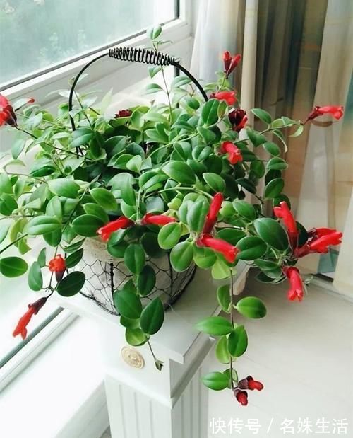 它一年四季“终年翠绿”，既观叶、又观花，垂吊盆栽完胜“绿萝”