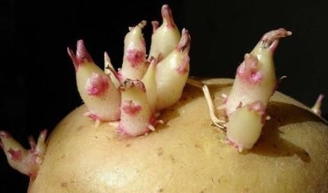 几种蔬菜发芽后不但没“毒”,营养价值还更高,别再浪费了!