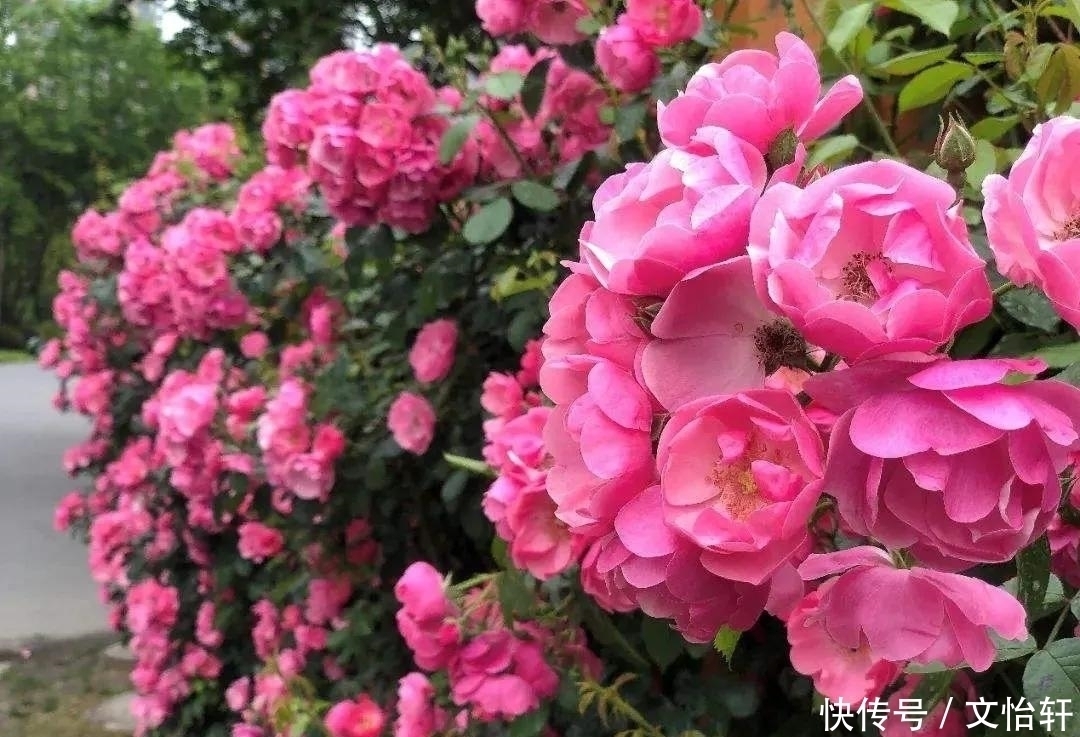 品种|100个月季品种，千姿百态，每个都很漂亮，图名并茂，值得收藏