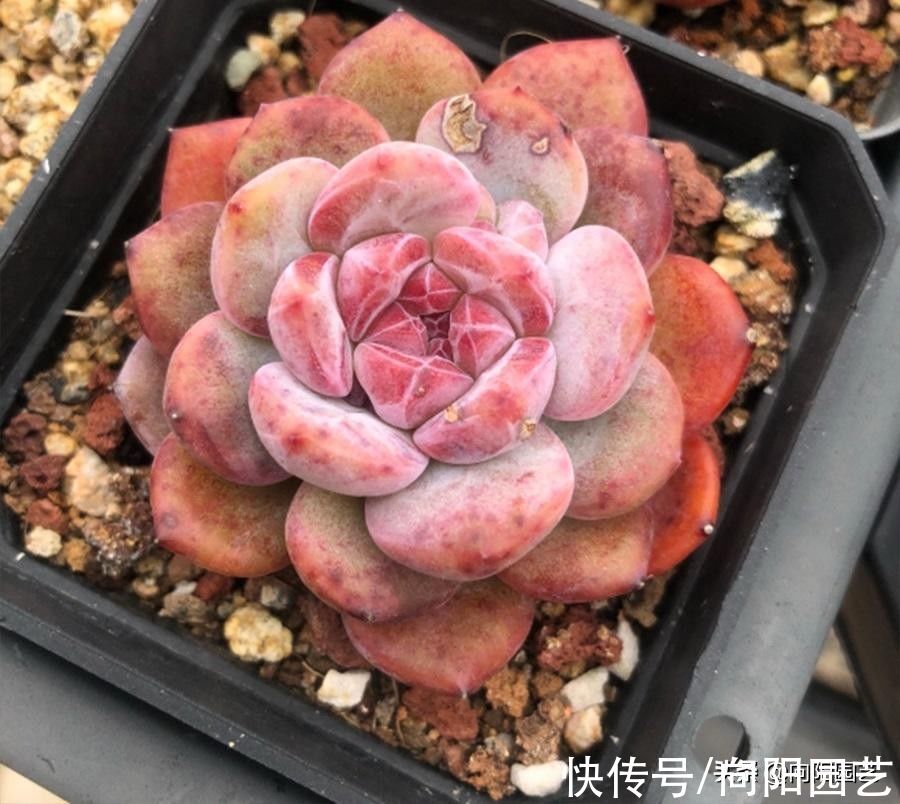 多肉|养多肉,选对品种,选对花盆,养起来更容易,事半功倍