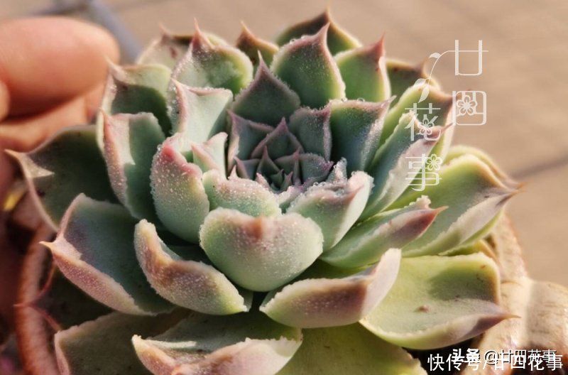 多肉植物|多肉度夏难，常见8种“死法”，积极预防管住手，别在夏天收空盆