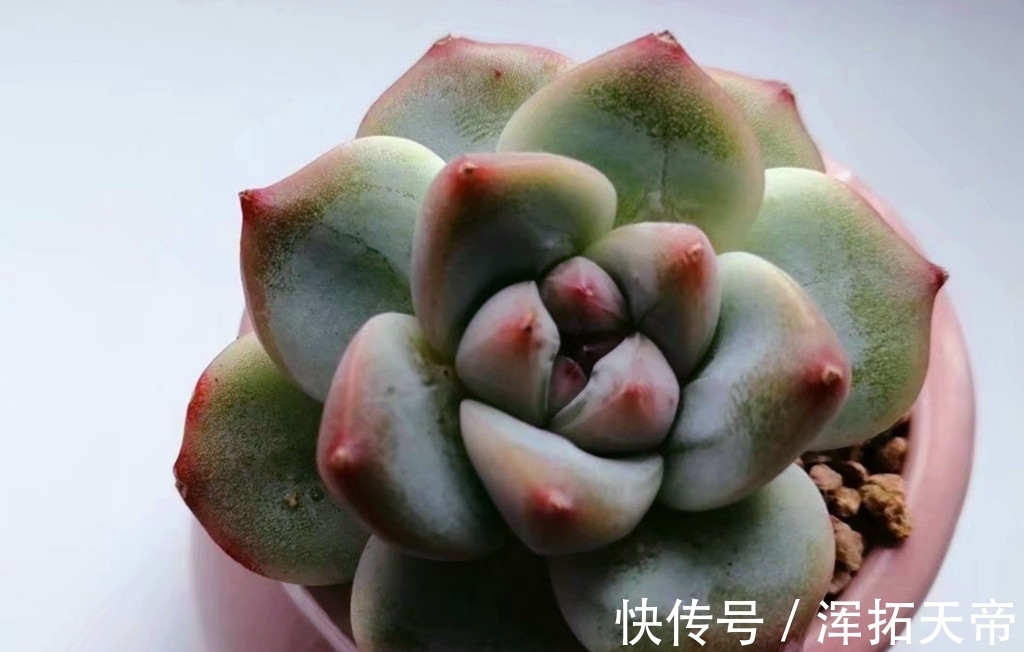 把多肉养出暗纹,需要两个步骤两个条件,控水时间要掌握好