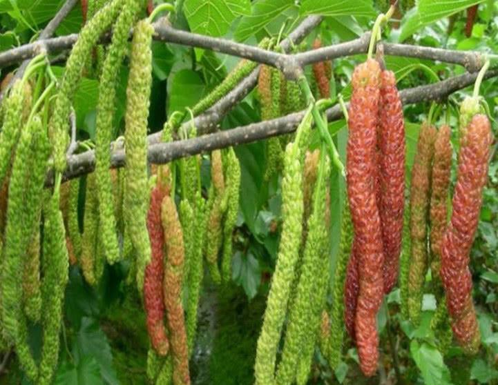 农村|树上长着一种像“毛毛虫”的果子,营养价值高,却很少有人认识