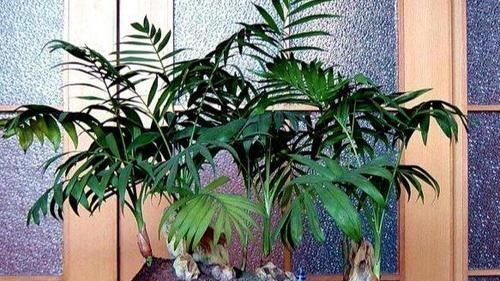 来不及出门远游,就在家养盆袖珍椰子,做到4点可赏异域风光