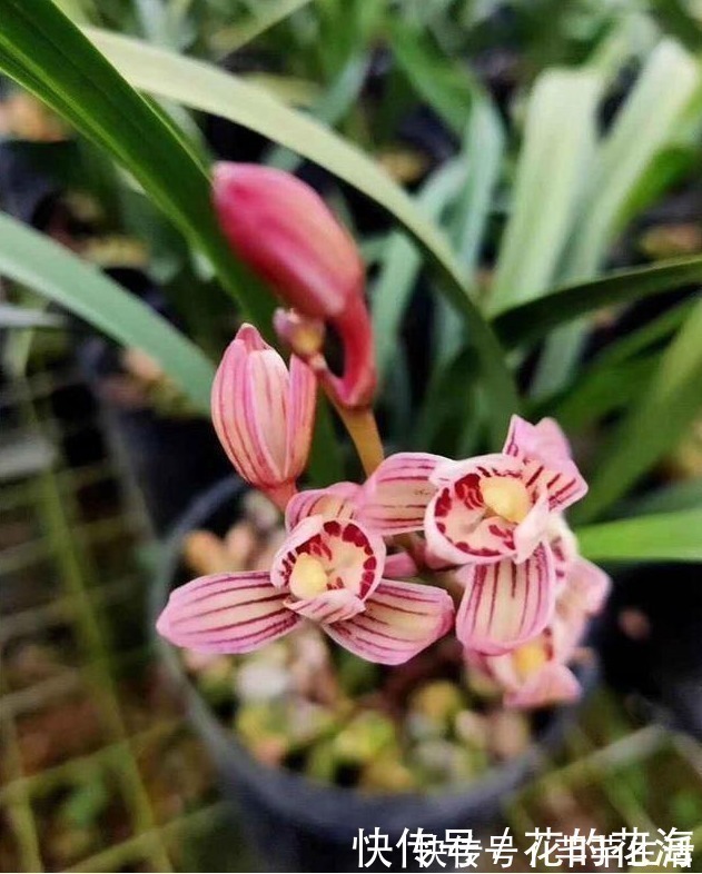 它是国兰色花第一兰,花瓣由金变黄,少见的荷瓣兰,收藏价值高