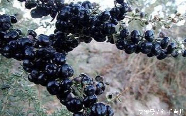 黑枸杞|农村罕见的野果,滋补肾脏不是一般的好,村民:不吃太亏了