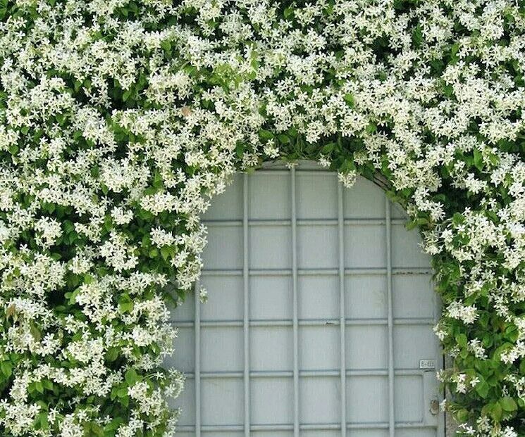 养花试试这几款，不开花也是非常好看的观叶植物