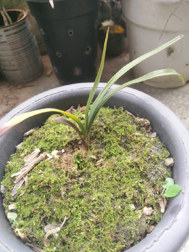 怀疑人生了，养护一年的兰花总是僵苗不见长，脱盆以后发现小秘密