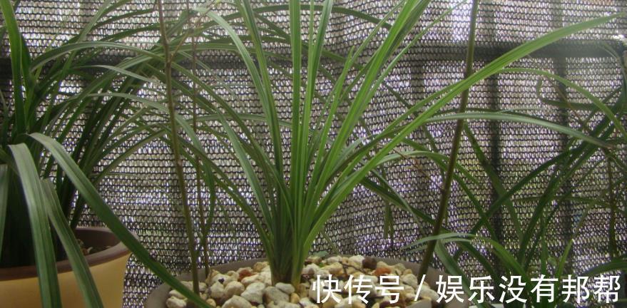 习性|室内养兰花盆栽,摆在哪里更合适?阳台就不错