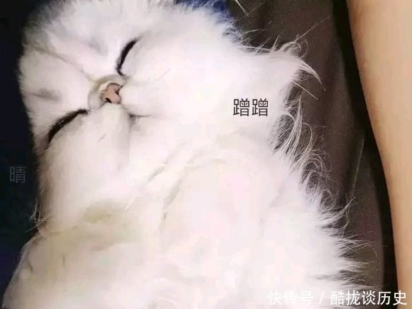 |可爱猫咪搞笑表情包:可以给我一个爱的抱抱吗?