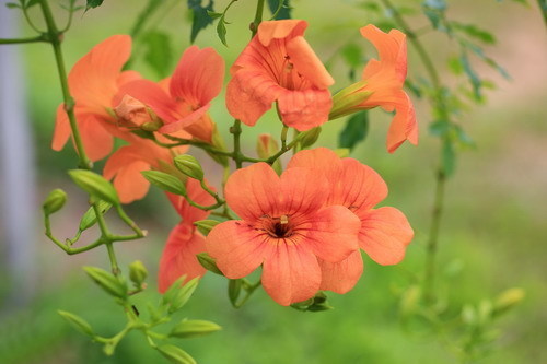 此花是最为热情的母亲之花，是对母亲的爱，还是名花