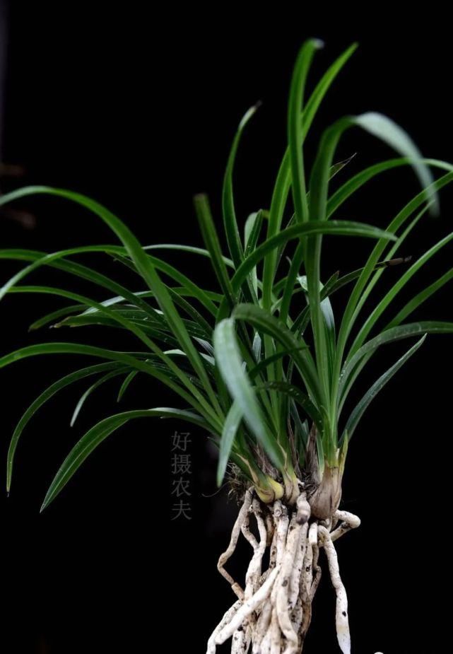 兰花能用生根粉吗？明白这3条，你就不会再用了