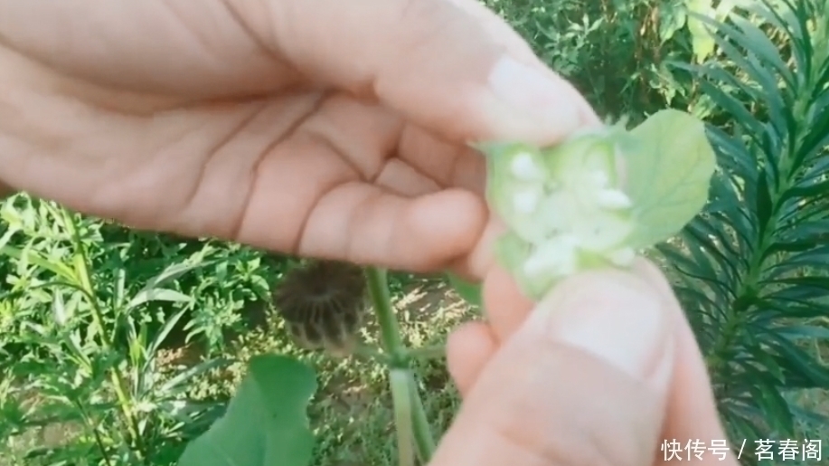 以前农村娃抢着吃的野果，剥开后果肉像白芝麻，越吃味道越香