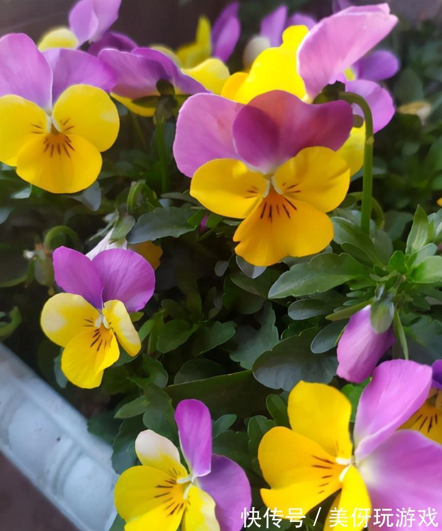 养花肥“又杂又贵”？认清3元素，花几块钱，养一百种花