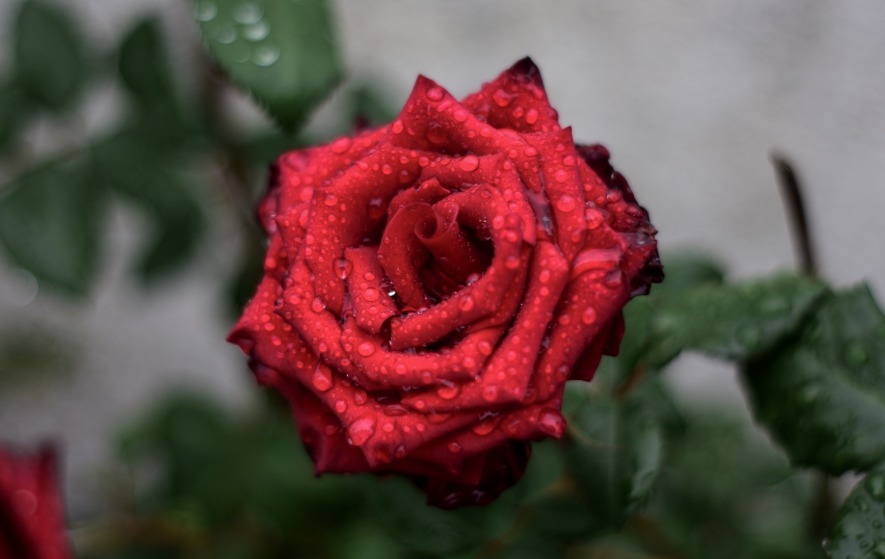 “精品玫瑰”红唇，似少女般迷人，艳丽沉稳，可以说是养花必备