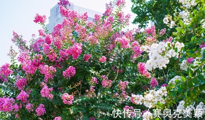 月季|想养花树没头绪?这三种花树,是公认的口碑好还“上档次”