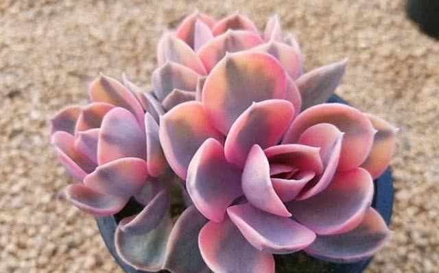 叶片|花市遇到这4种花,再好看也不能买,都是假的根本养不活