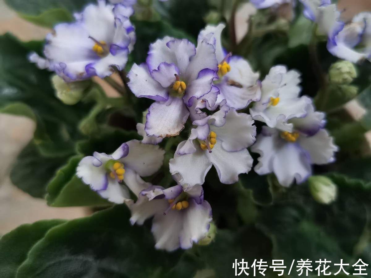 春天适合播种的8种花,撒完种3天冒芽,一个月就开花
