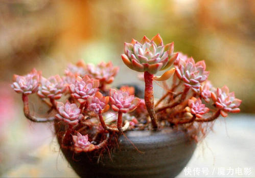 多肉养成老桩并不难,做好3件事,一年就能长出型