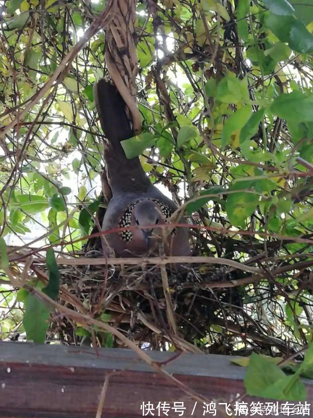 太阳花|养到烦人的花,盆都不够用,扔掉还很心疼