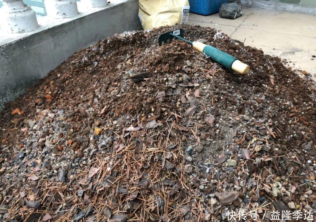 煤渣|家里吃剩的果皮,拿来养花嗖嗖长,不黄叶、开花多