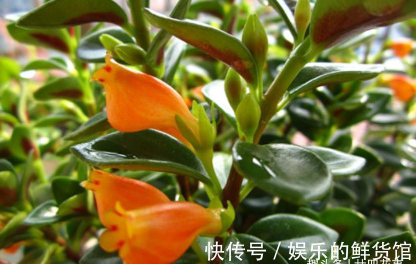 红掌|4种“懒人花”,适合“上班狗”,不用费时打理,好看好养好开花